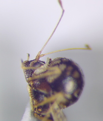 Cochlochila conchata