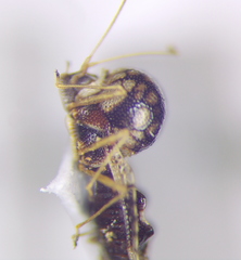 Cochlochila conchata