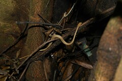 Thamnodynastes pallidus