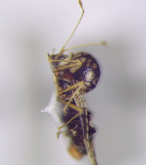Cochlochila conchata