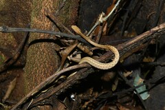 Thamnodynastes pallidus