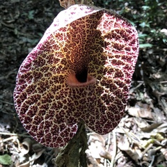 Aristolochia cordiflora