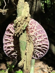 Aristolochia cordiflora