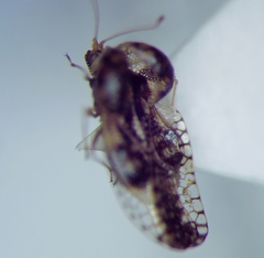 Cochlochila conchata