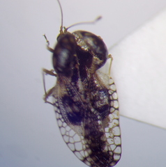 Cochlochila conchata