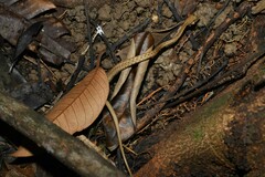 Thamnodynastes pallidus