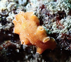 Yungia aurantiaca