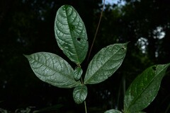 Cordia nodosa