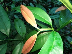 Garcinia