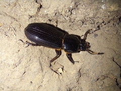 Odontotaenius disjunctus