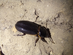 Odontotaenius disjunctus