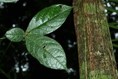 Cordia nodosa