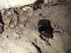 Odontotaenius disjunctus