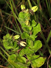 Ceropegia gerrardii image