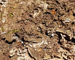 Metatrichia vesparium