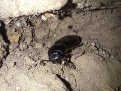 Odontotaenius disjunctus