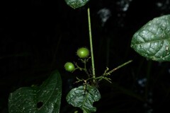 Cordia nodosa