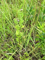 Ceropegia gerrardii image