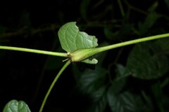 Cordia nodosa