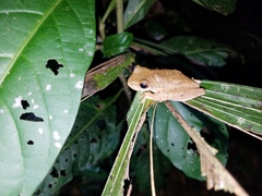 Ptychohyla hypomykter