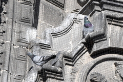 Columba livia