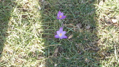 Crocus tommasinianus