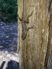 Anolis mccraniei