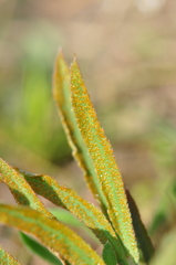 Puccinia sii-falcariae