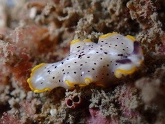 Prostheceraeus moseleyi