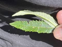 Eriodictyon trichocalyx