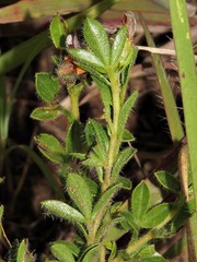 Leobordea