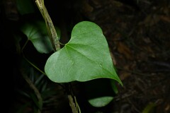 Aristolochia amara