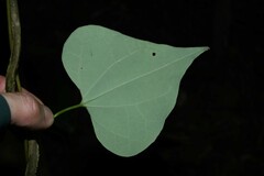 Aristolochia amara