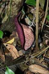 Aristolochia amara