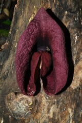 Aristolochia amara