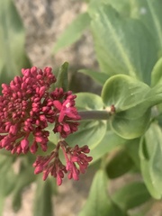 Centranthus ruber
