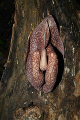 Aristolochia amara