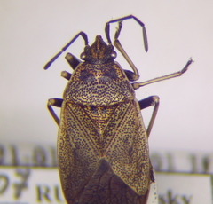 Pyrrhocoris sinuaticollis