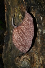 Aristolochia amara