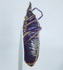 Pyrrhocoris sinuaticollis