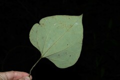 Aristolochia amara