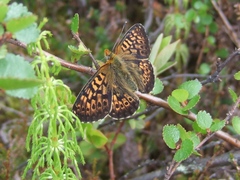 Boloria