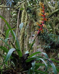 Guzmania xanthobractea