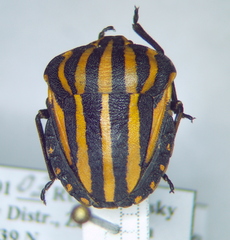 Graphosoma rubrolineatum
