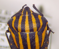 Graphosoma rubrolineatum