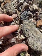 Chaenactis carphoclinia