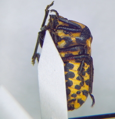 Graphosoma rubrolineatum