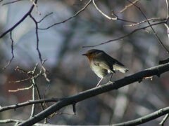 Erithacus rubecula