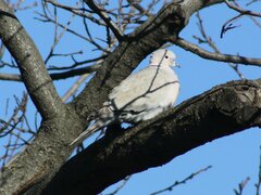 Streptopelia decaocto