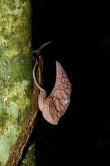 Aristolochia amara